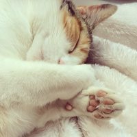 Catcontent Catcontent